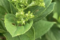 357787072_728423275961709_3857323613581949096_n