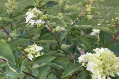 358088270_728423265961710_1995936422927403451_n