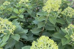 358410219_728423465961690_4667353629688189586_n