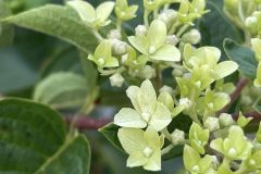 358565327_728423319295038_6038978979954336173_n