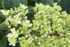 358625810_728426529294717_361695564000220030_n