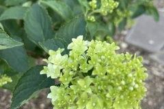 358729716_728422692628434_1683288227621717545_n