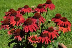 Red coneflower on green background