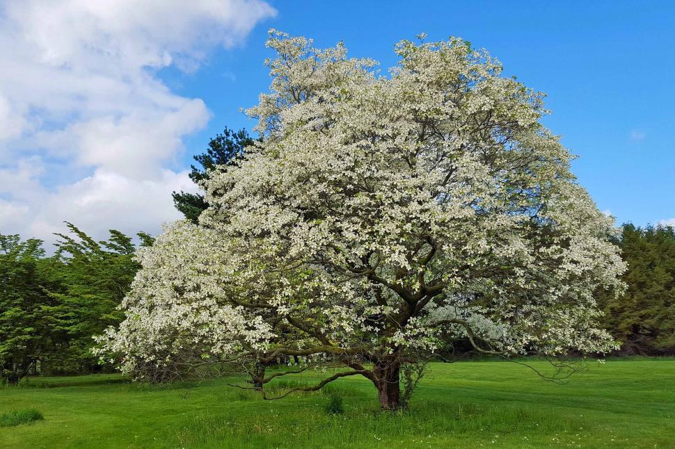 Dogwood Tree