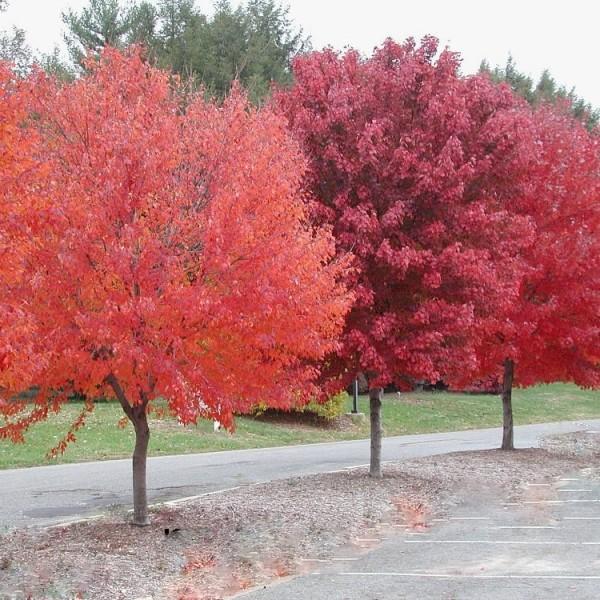 Red Maple Tree